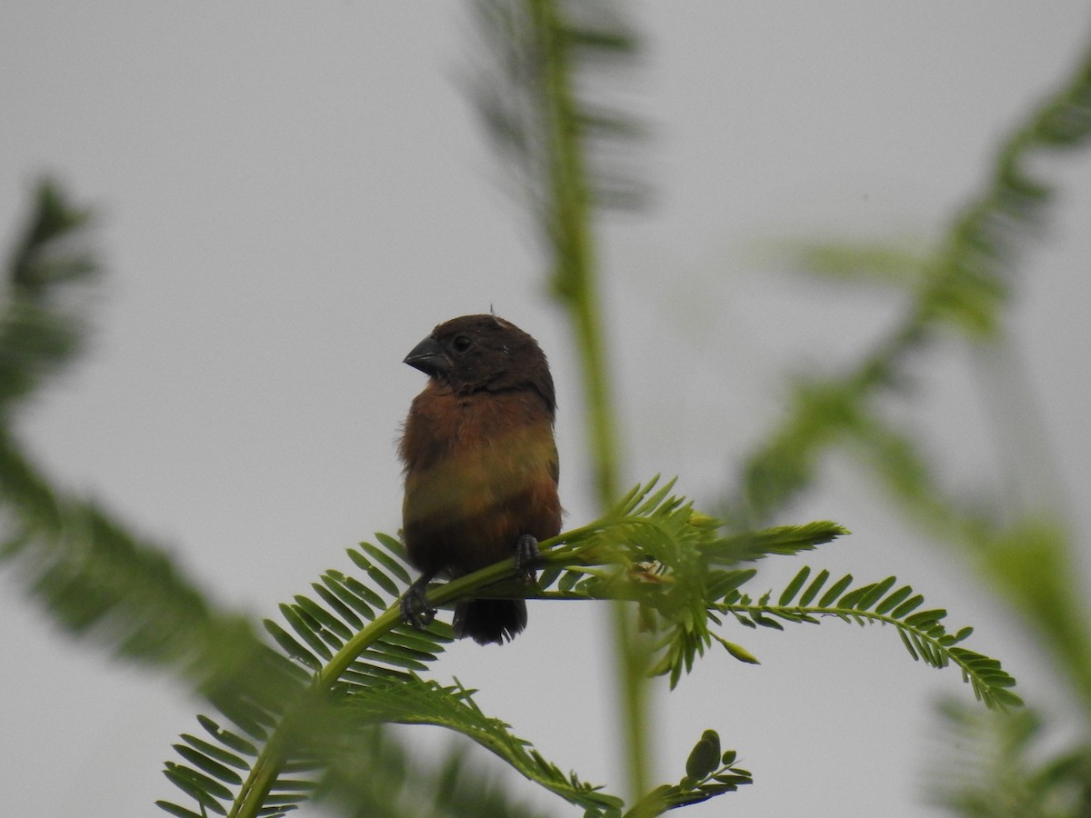 Wing-barred Seedeater - ML618970103
