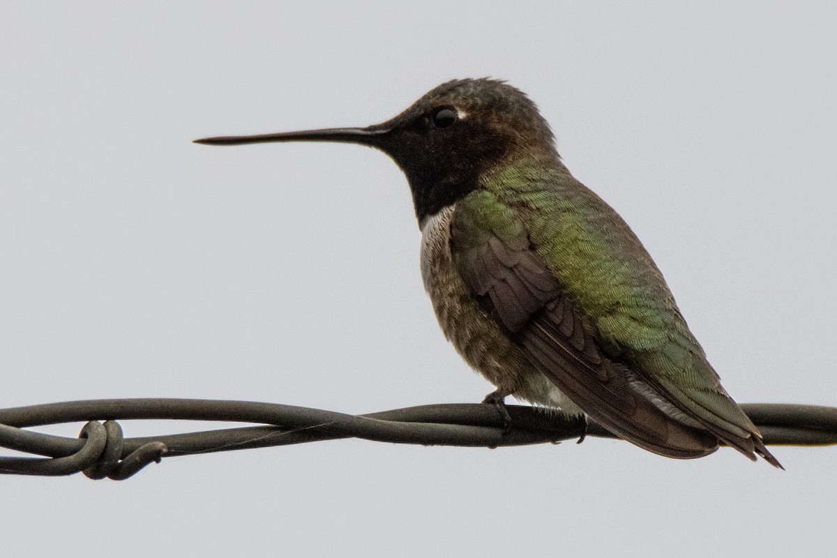 Black-chinned Hummingbird - ML618970105