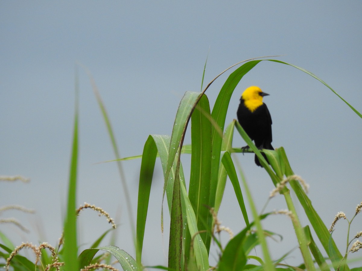 Yellow-hooded Blackbird - ML618970168
