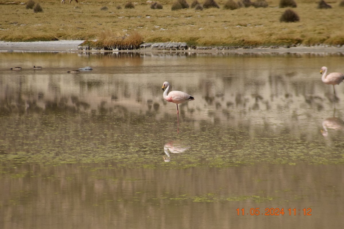 James's Flamingo - ML618970191
