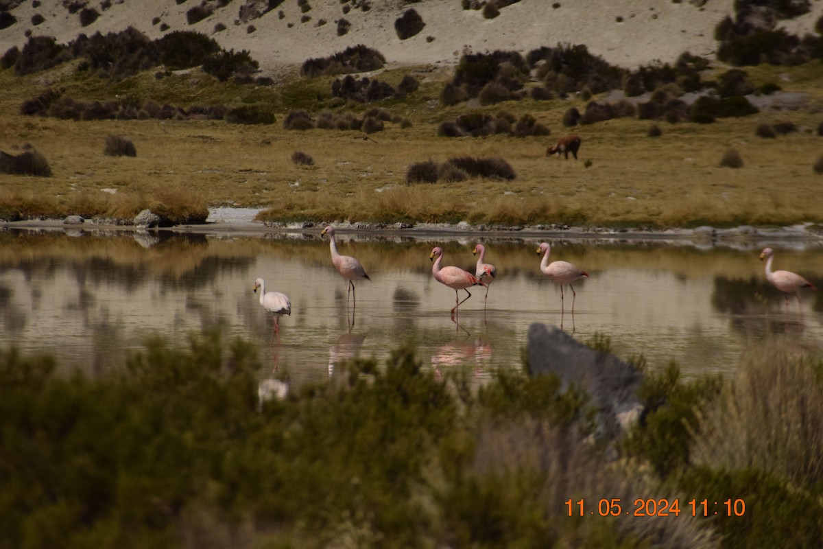 Puna Flamingosu - ML618970193