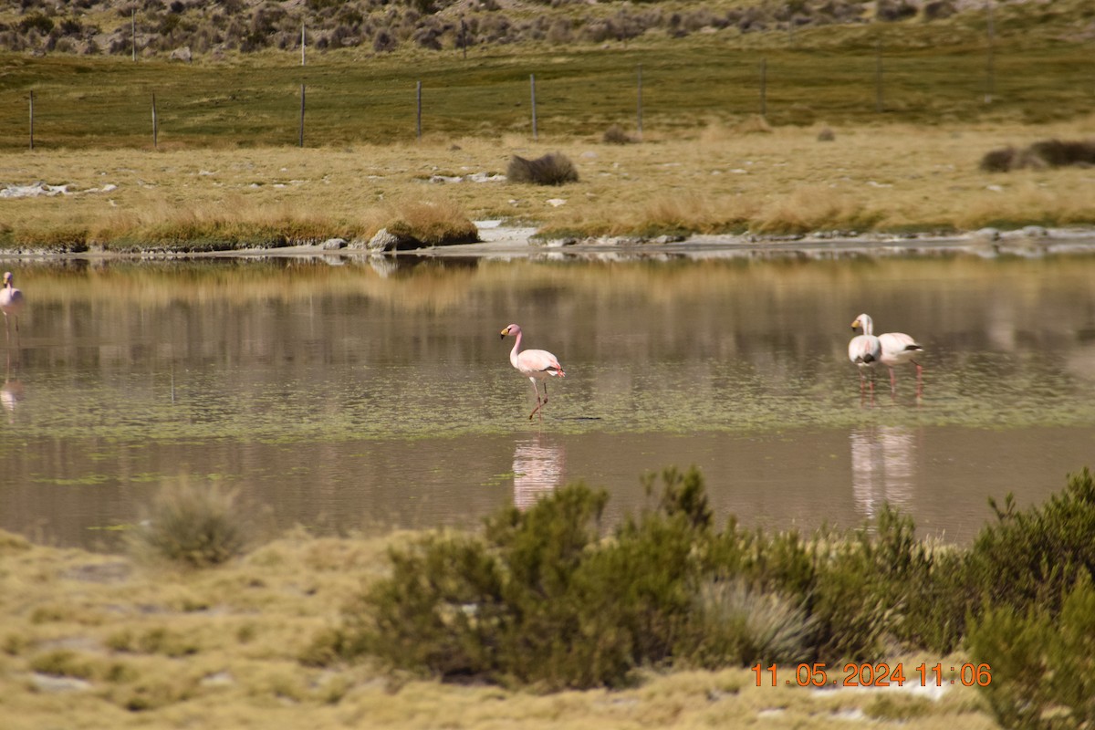 James's Flamingo - ML618970194