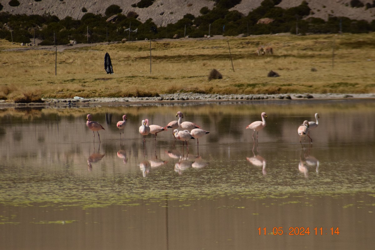 Puna Flamingosu - ML618970195