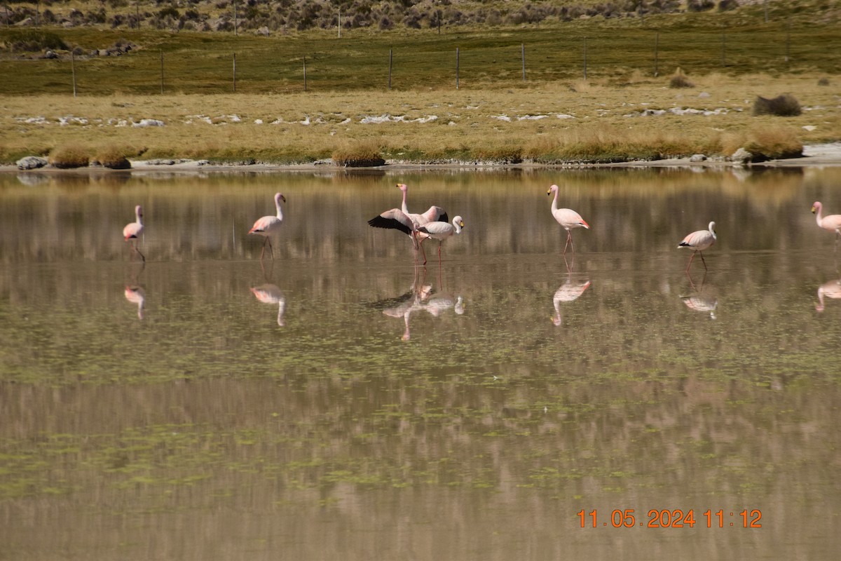 James's Flamingo - ML618970196
