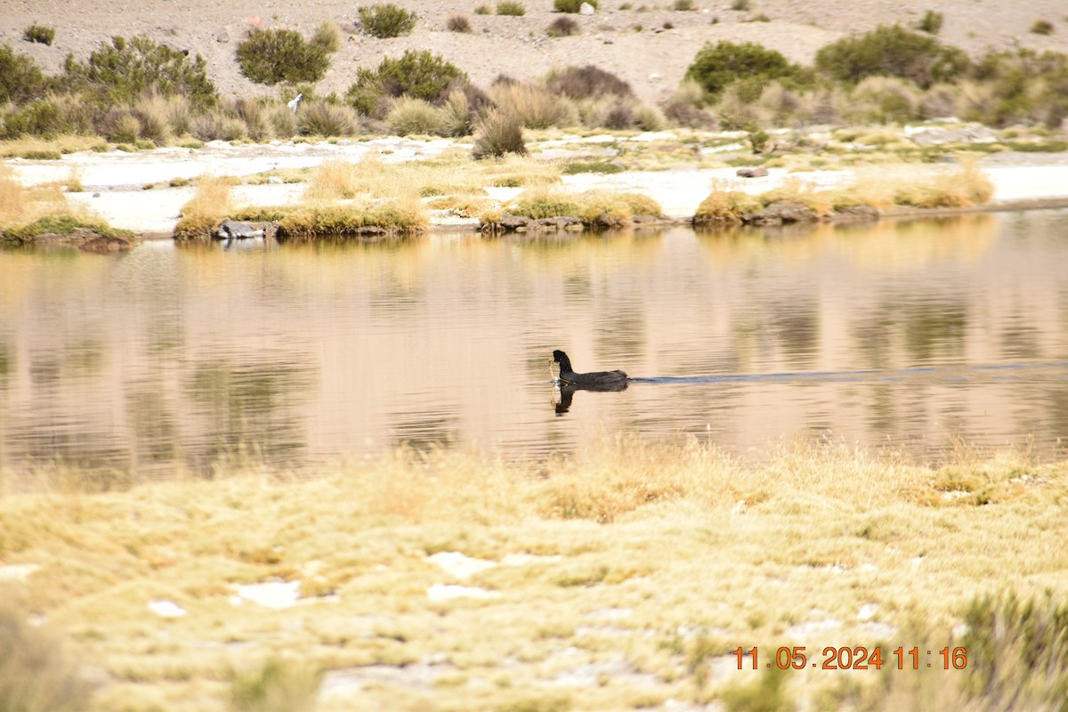 Giant Coot - ML618970216