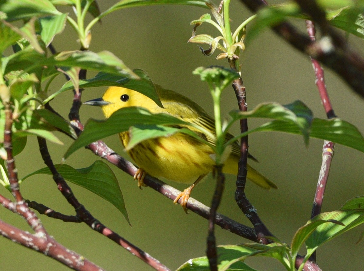 Yellow Warbler - Wendy Hill