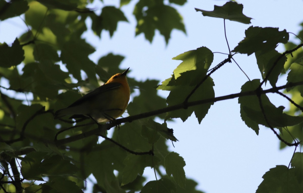 Prothonotary Warbler - ML618970238