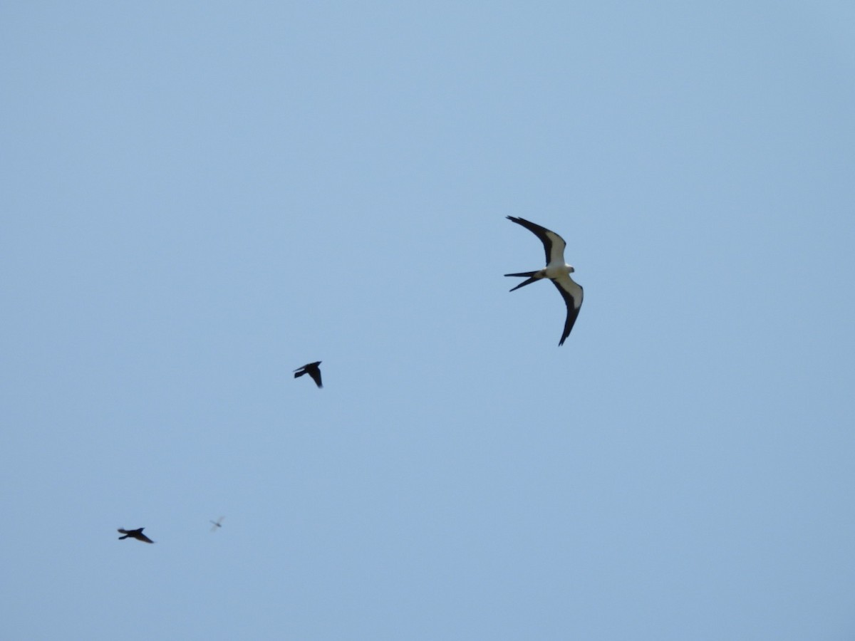Swallow-tailed Kite - ML618970252