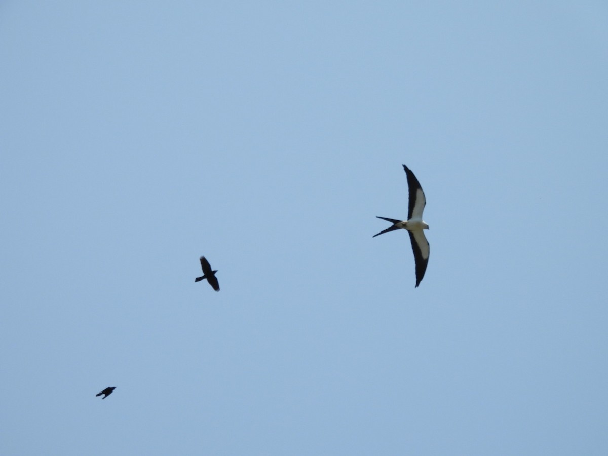 Swallow-tailed Kite - ML618970253