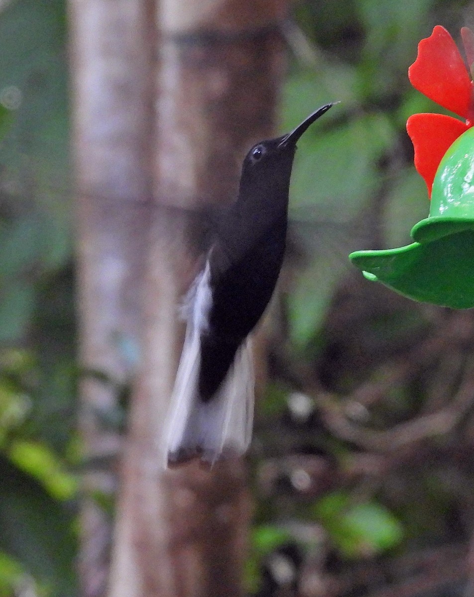 kolibřík černobílý - ML618970272