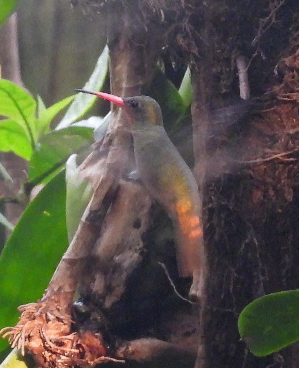 Gilded Hummingbird - ML618970311