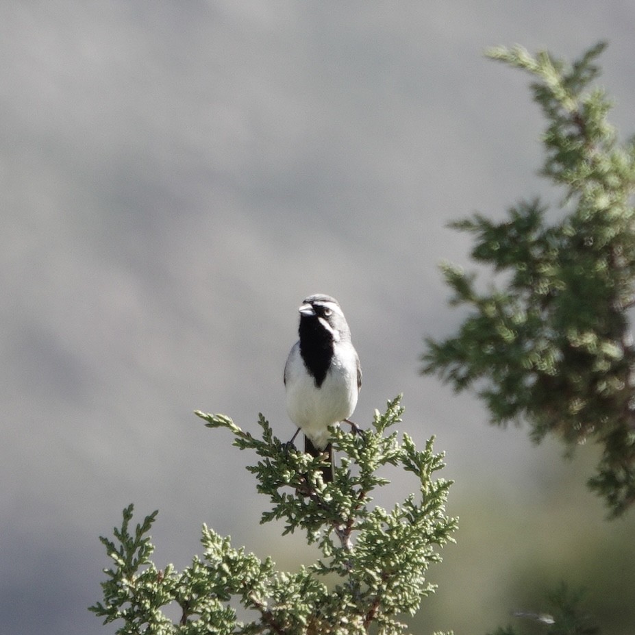 Black-throated Sparrow - David Buckley