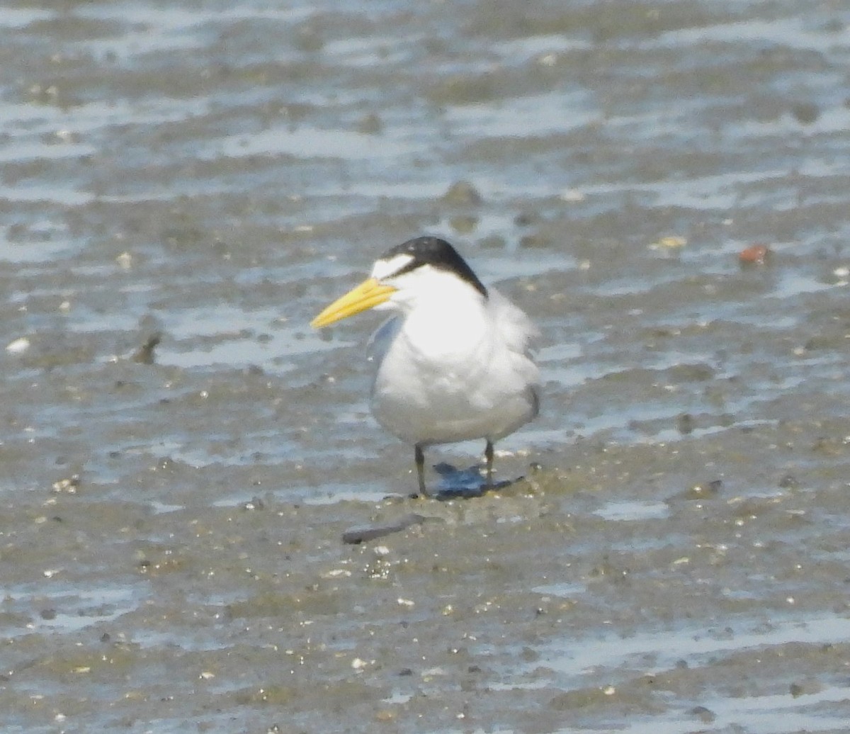 Yellow-billed Tern - ML618970339