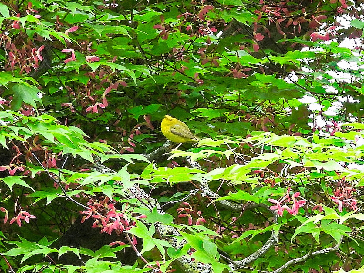Wilson's Warbler - Bill and Amy Magnus