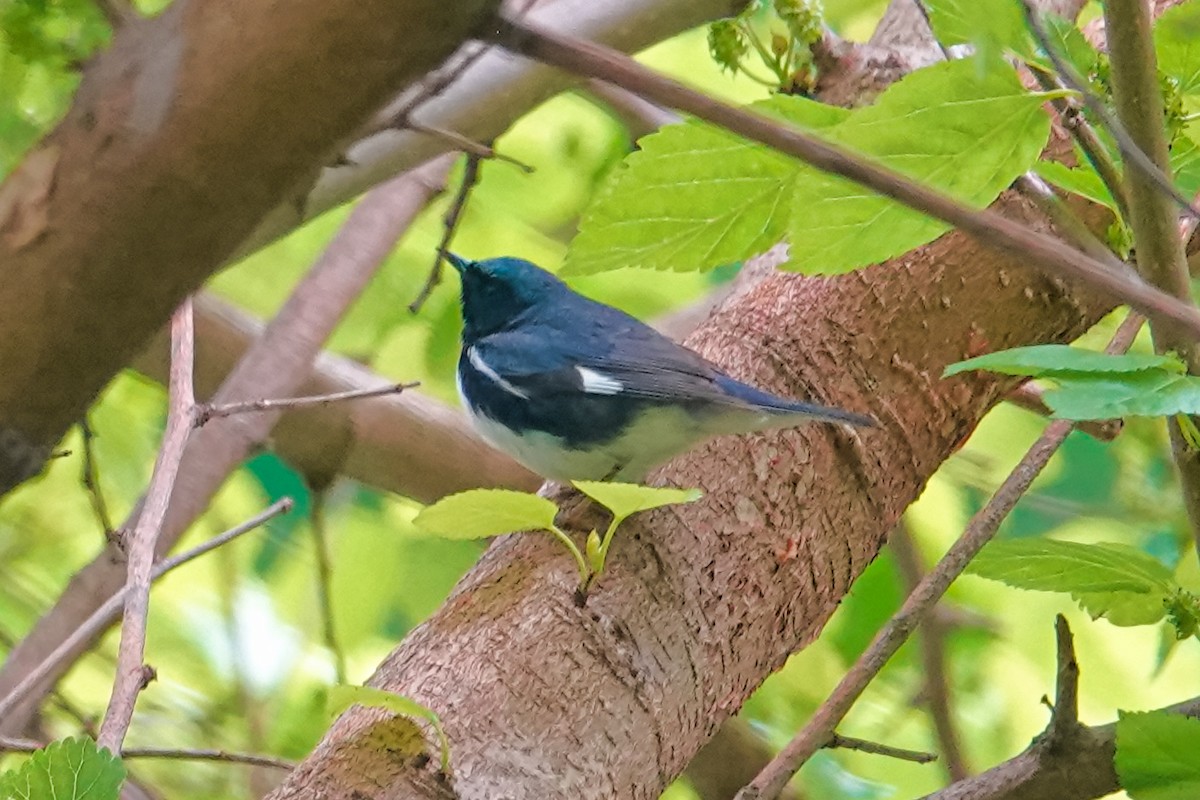 Black-throated Blue Warbler - Bill and Amy Magnus