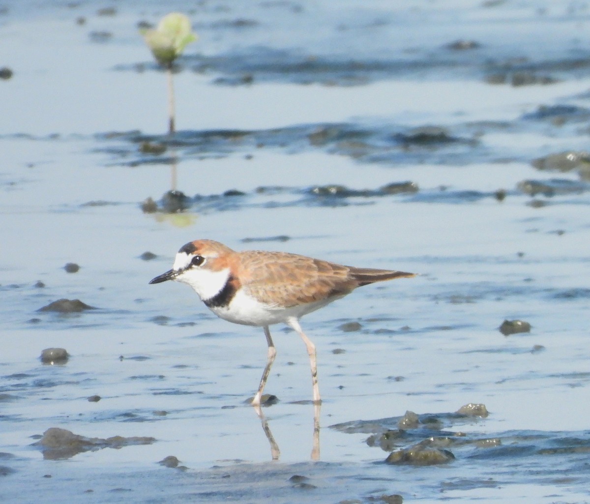 Collared Plover - ML618970517