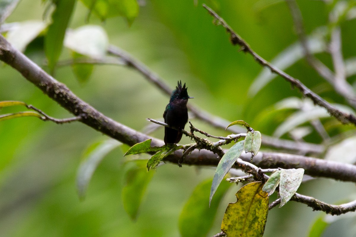Antillean Crested Hummingbird (Lesser Antilles) - ML618970593