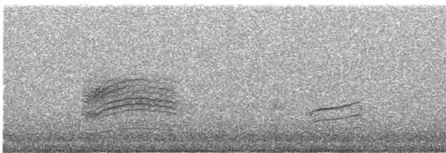 Тауї плямистий - ML618970612