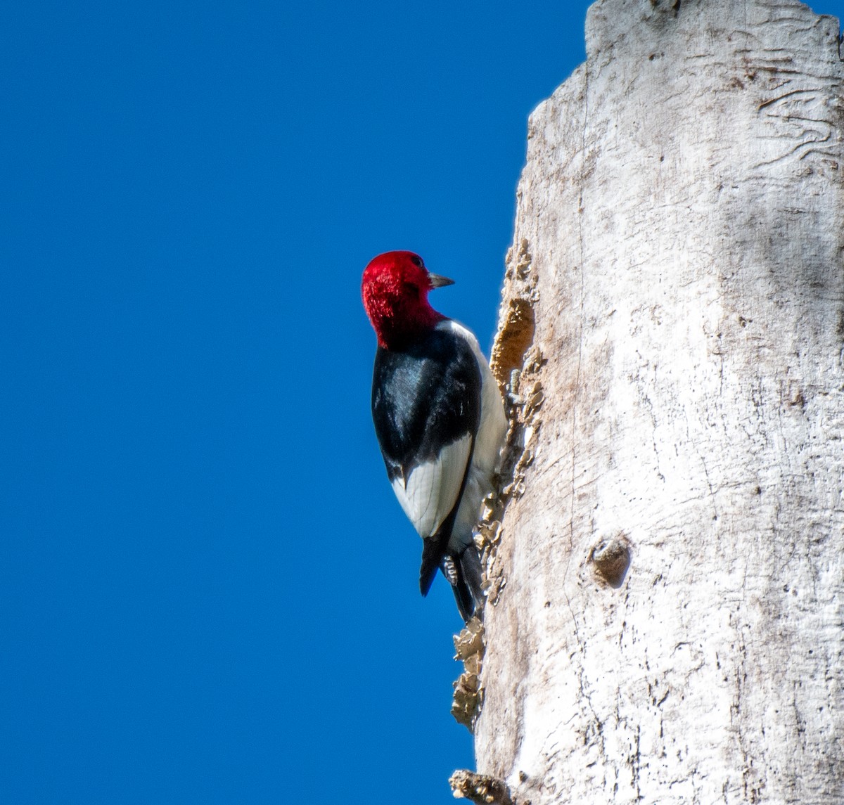 Red-headed Woodpecker - ML618970655