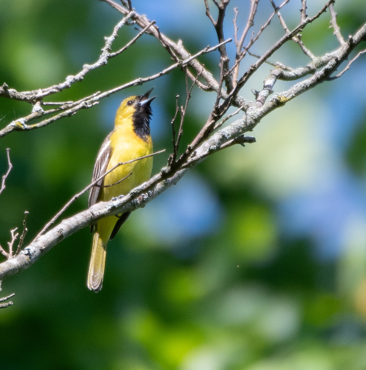 Orchard Oriole - ML618970717