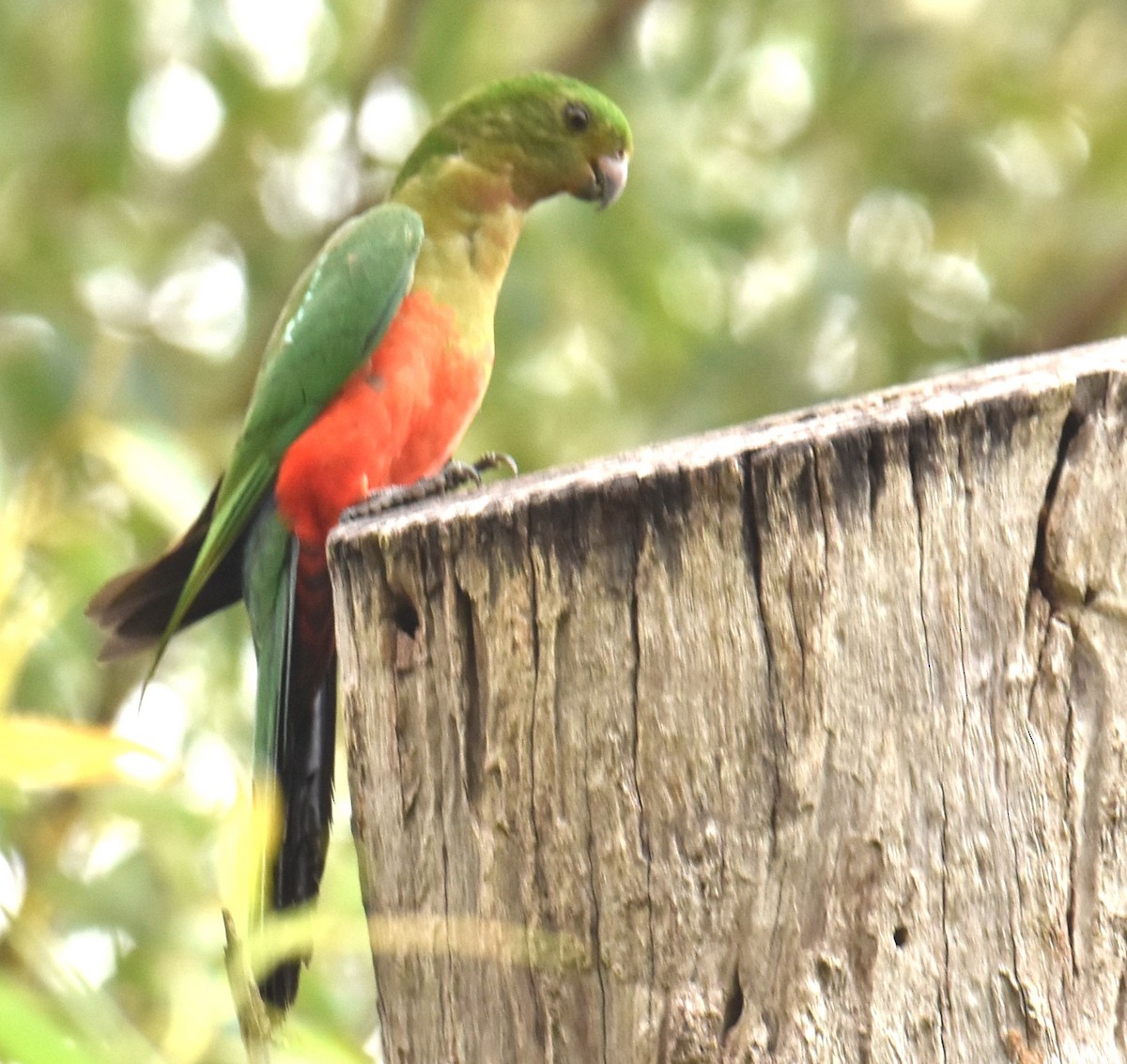 Australian King-Parrot - ML618970732