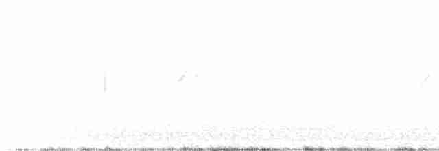 Weißbauch-Phoebetyrann - ML618970736