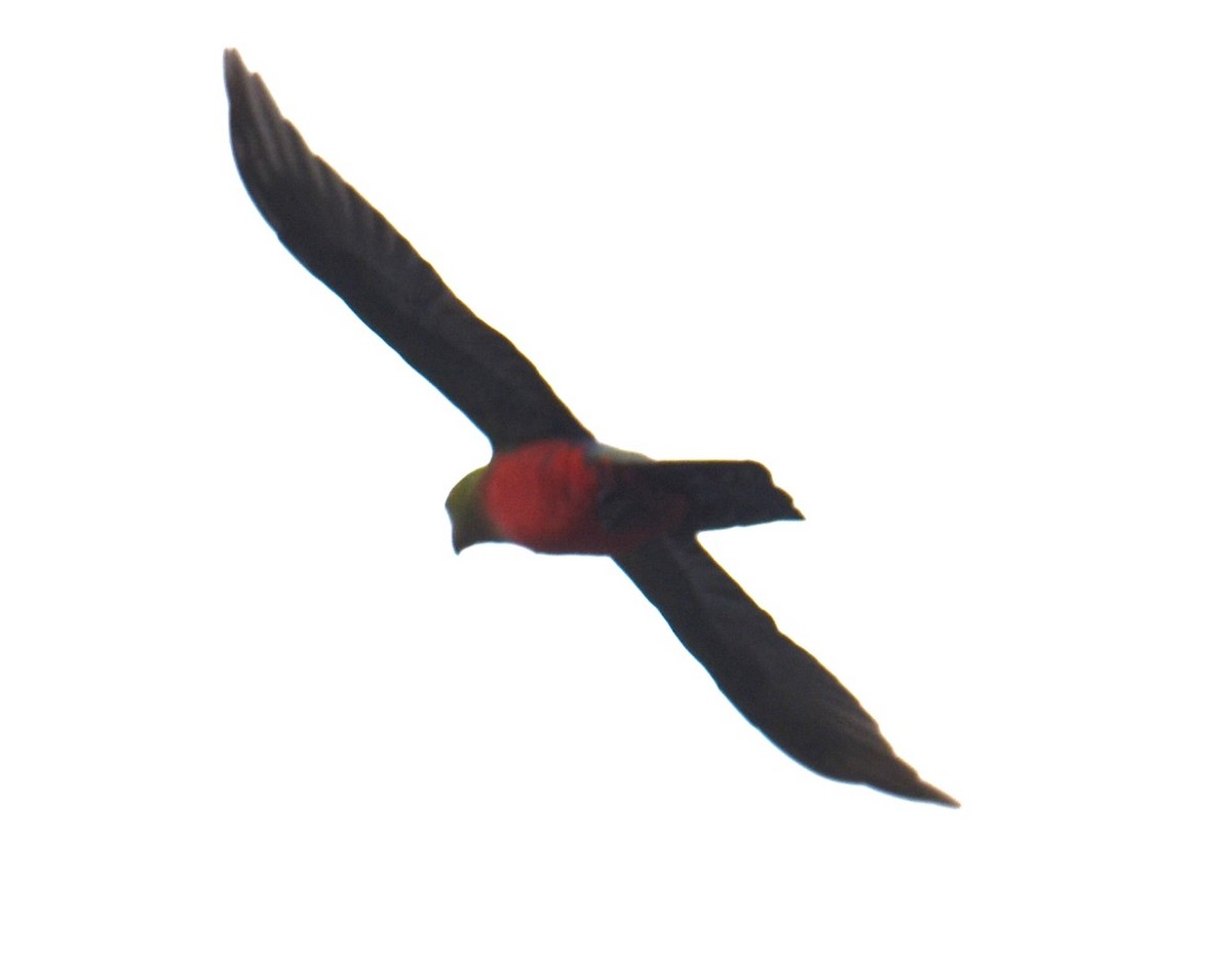 Australian King-Parrot - ML618970750