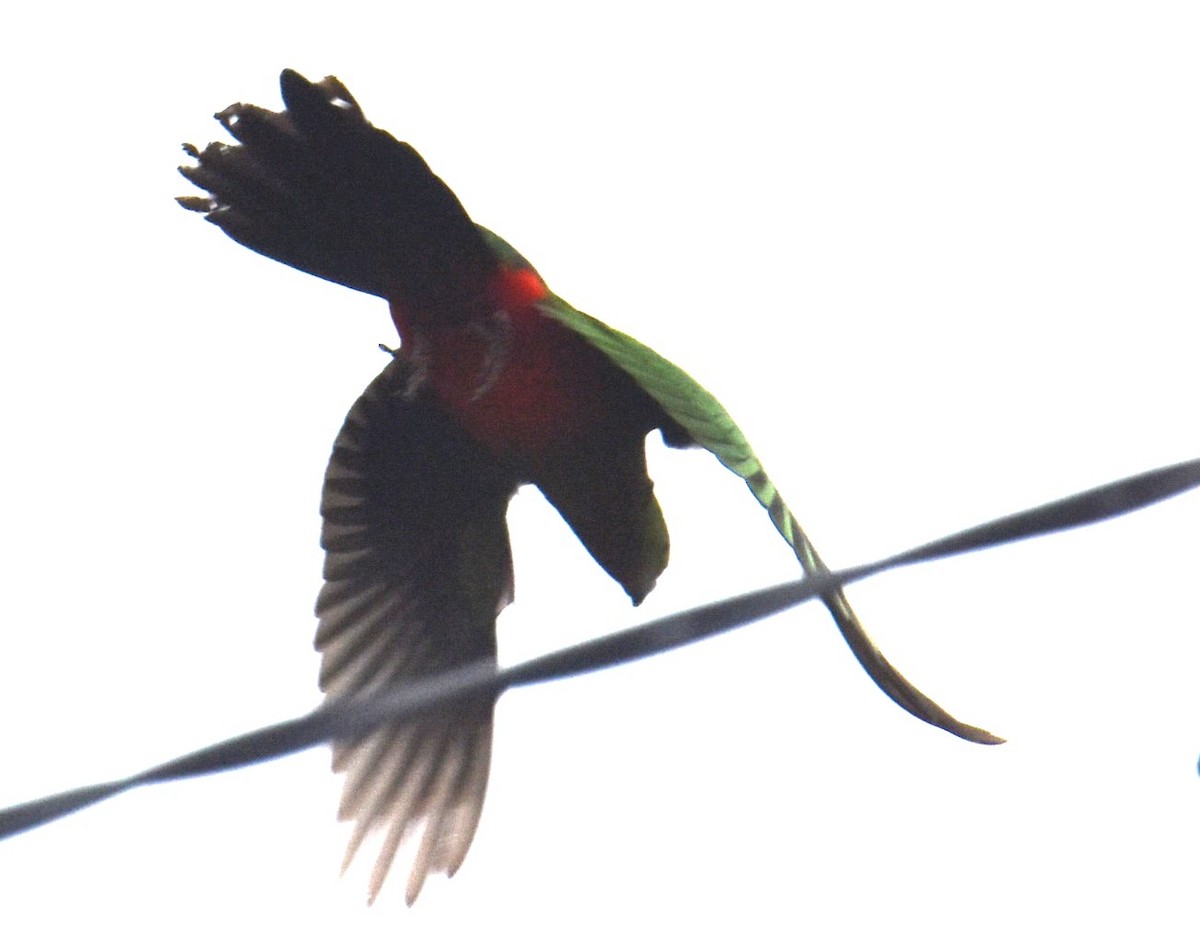 Australian King-Parrot - ML618970766