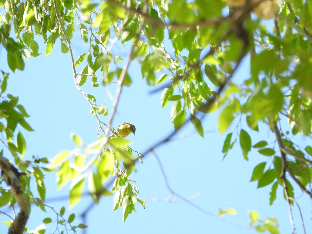 Orange-crowned Warbler - ML618970862