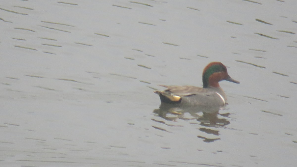 Green-winged Teal - ML618970878