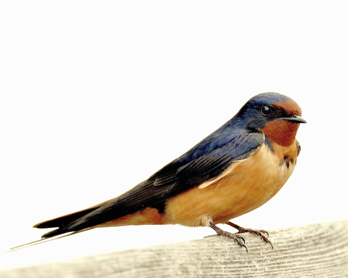 Barn Swallow - Ginette Brosseau