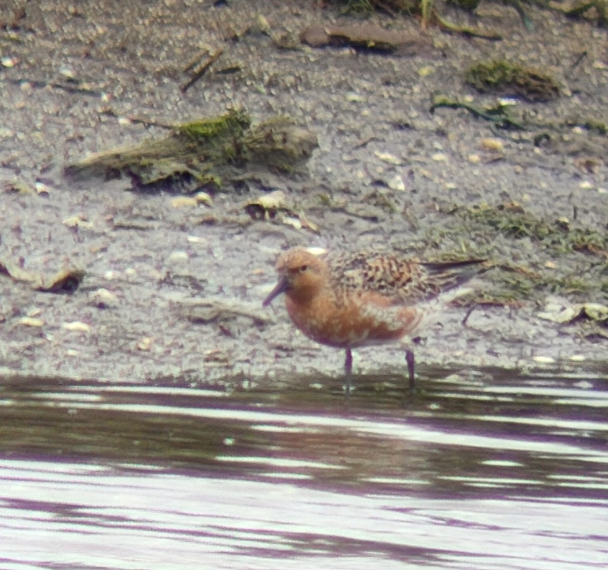 Red Knot - ML618970902