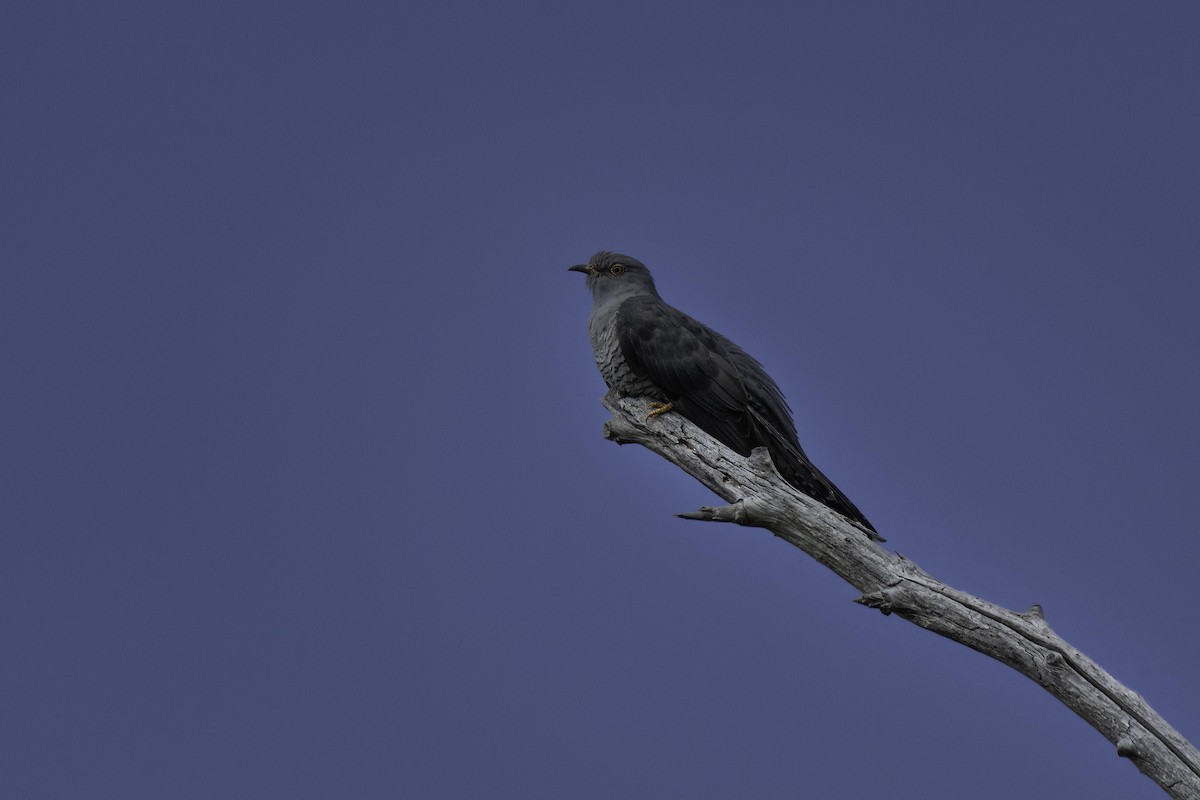 Common Cuckoo - ML618970906