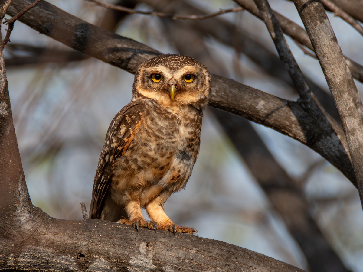 Spotted Owlet - ML618970956