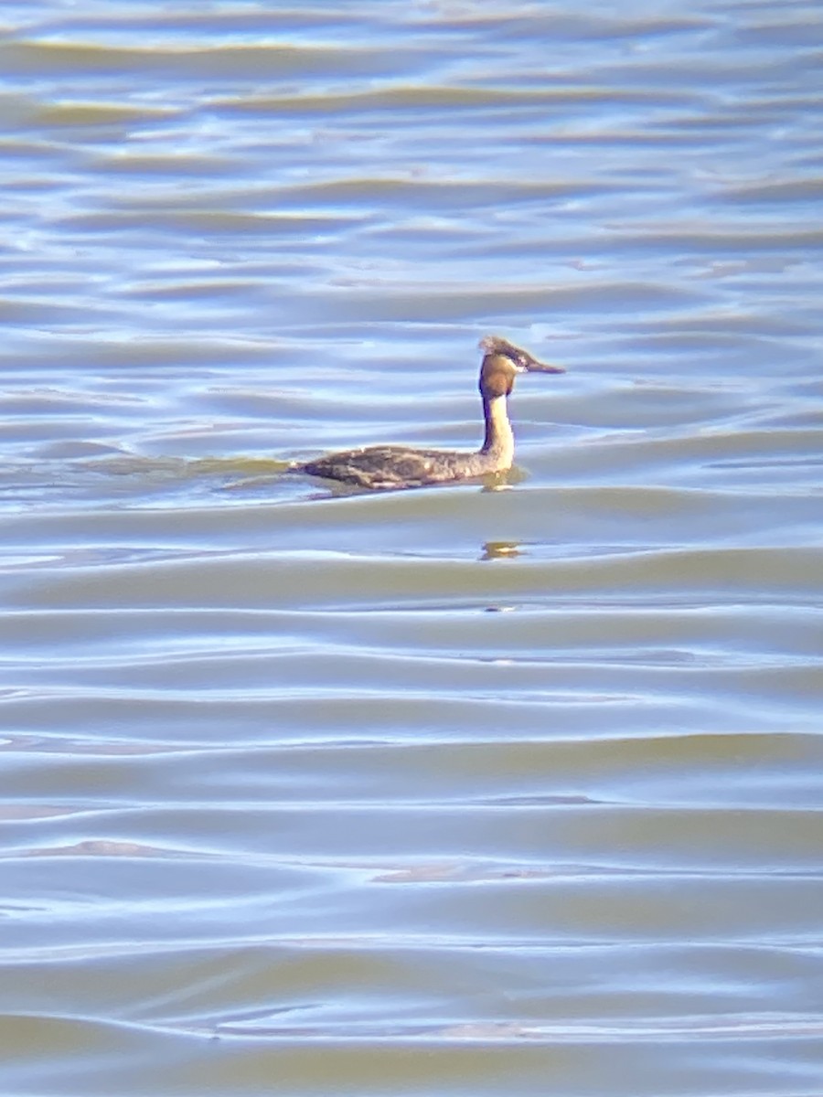Great Crested Grebe - Beau Shroyer