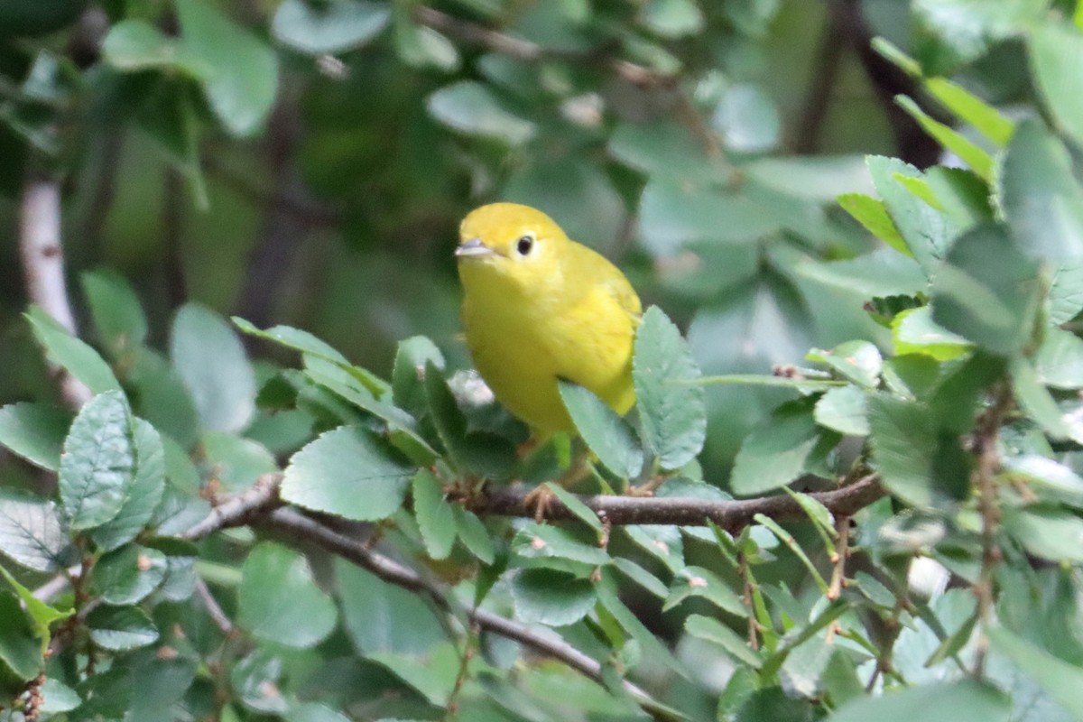 Yellow Warbler - Larry Van Buren