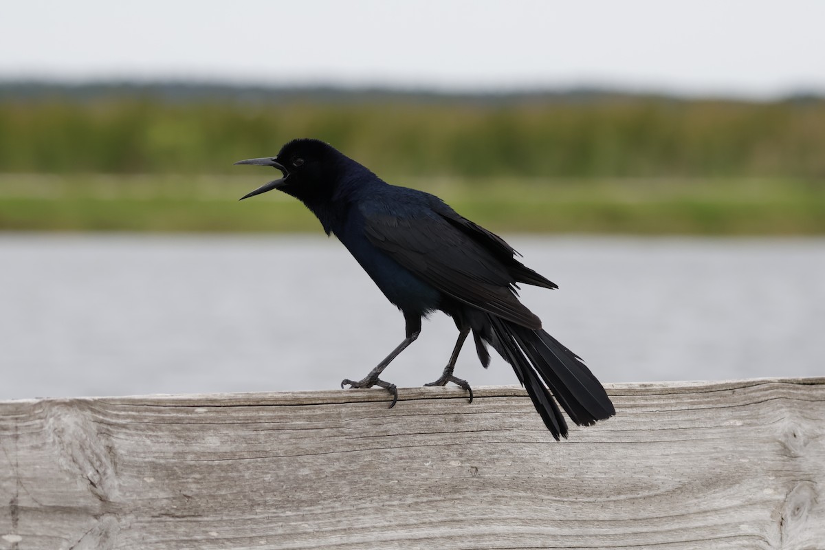 Boat-tailed Grackle - ML618971030
