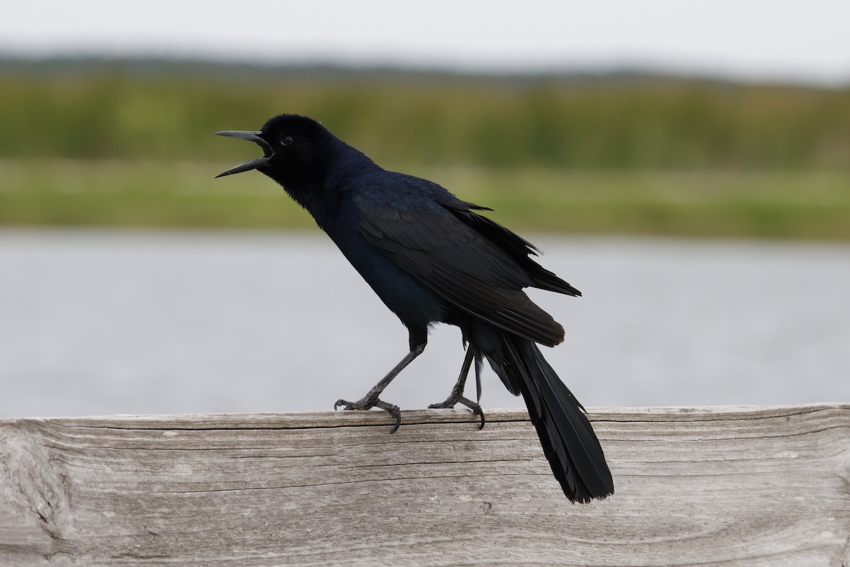 Boat-tailed Grackle - ML618971035