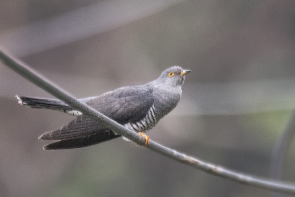 Common Cuckoo - ML618971085