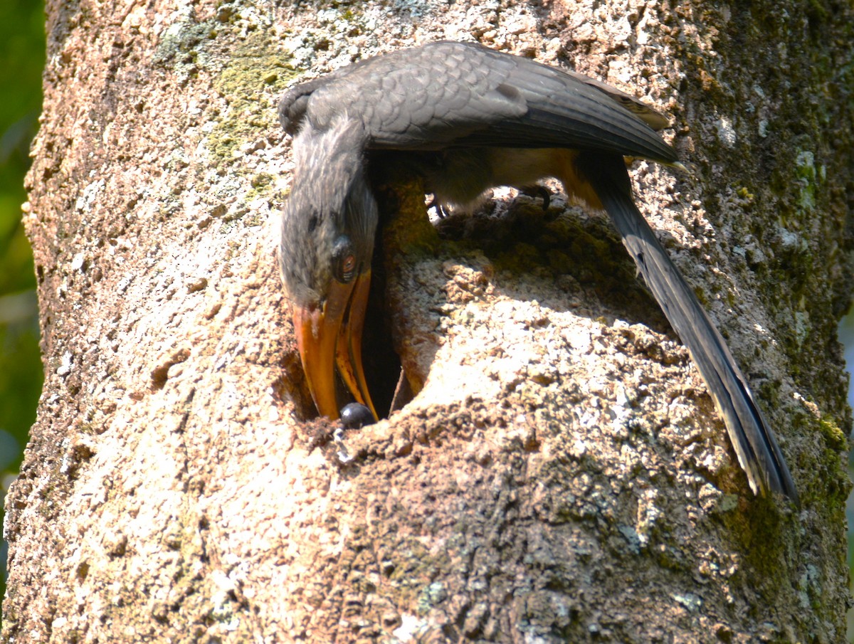 Malabar Gray Hornbill - ML618971119