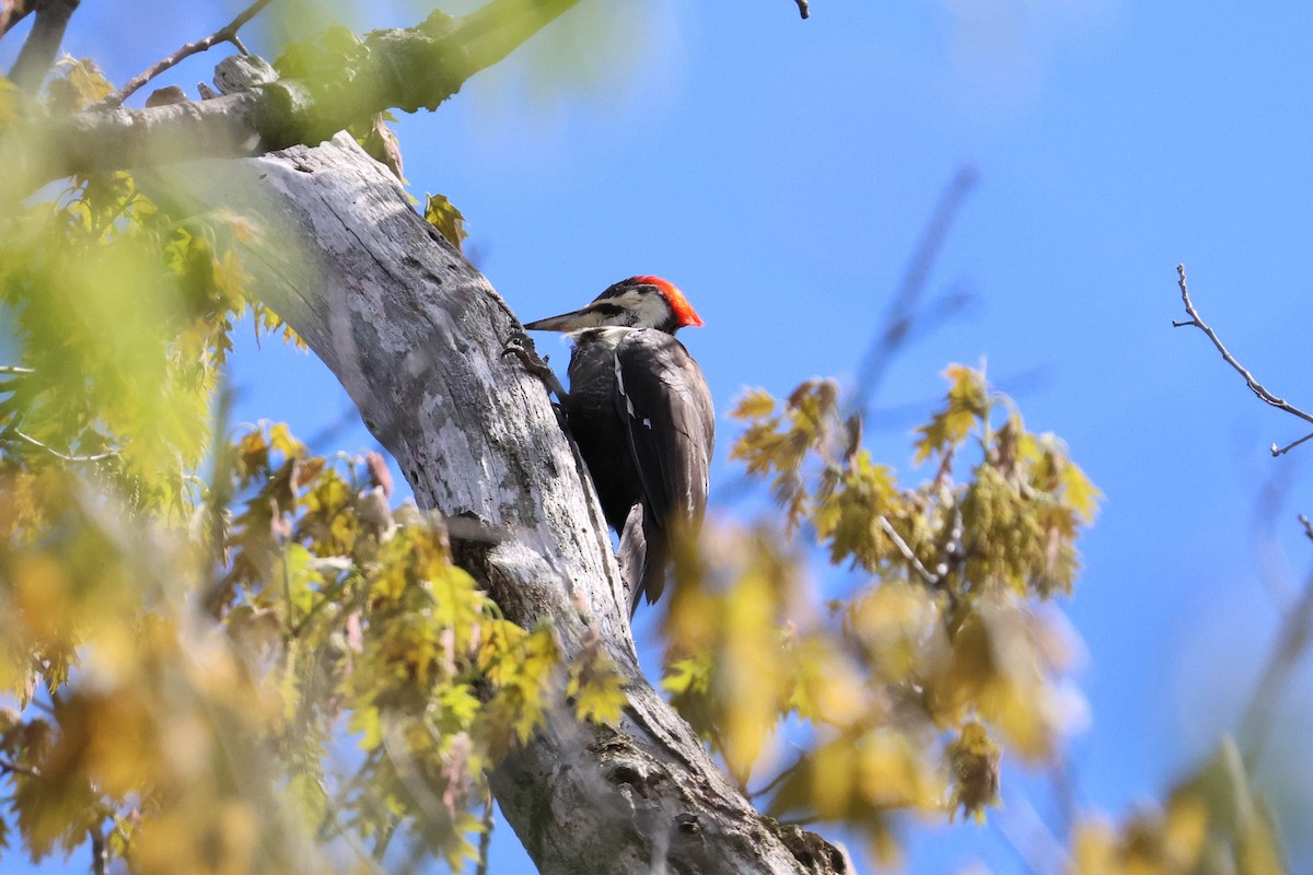 Pileated Woodpecker - ML618971134
