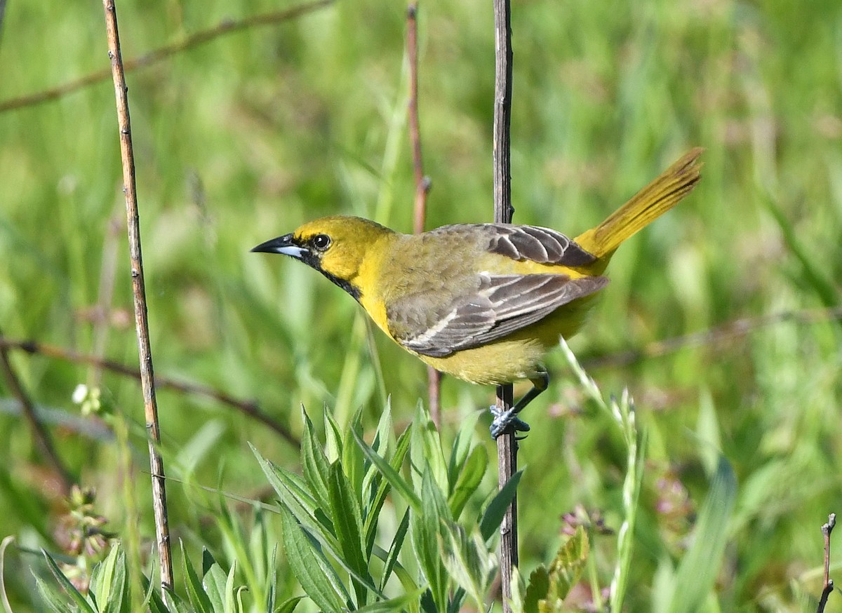 Orchard Oriole - ML618971149