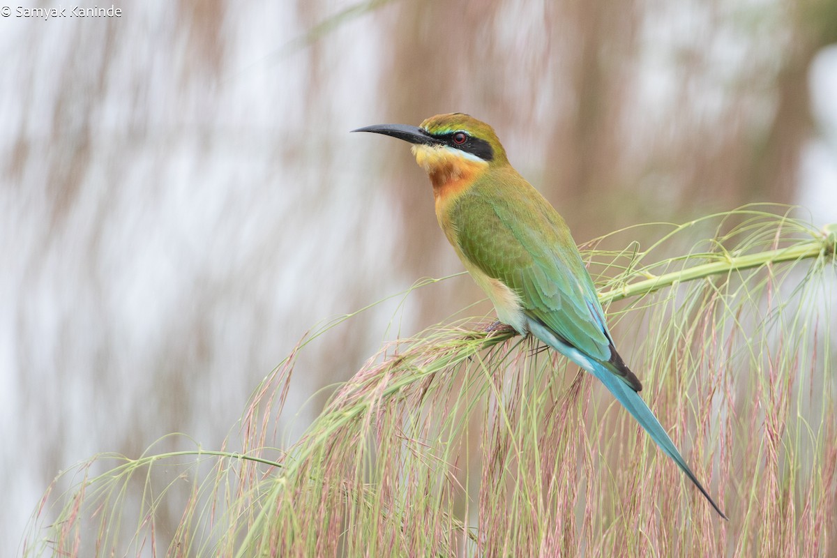 Blue-tailed Bee-eater - Samyak Kaninde