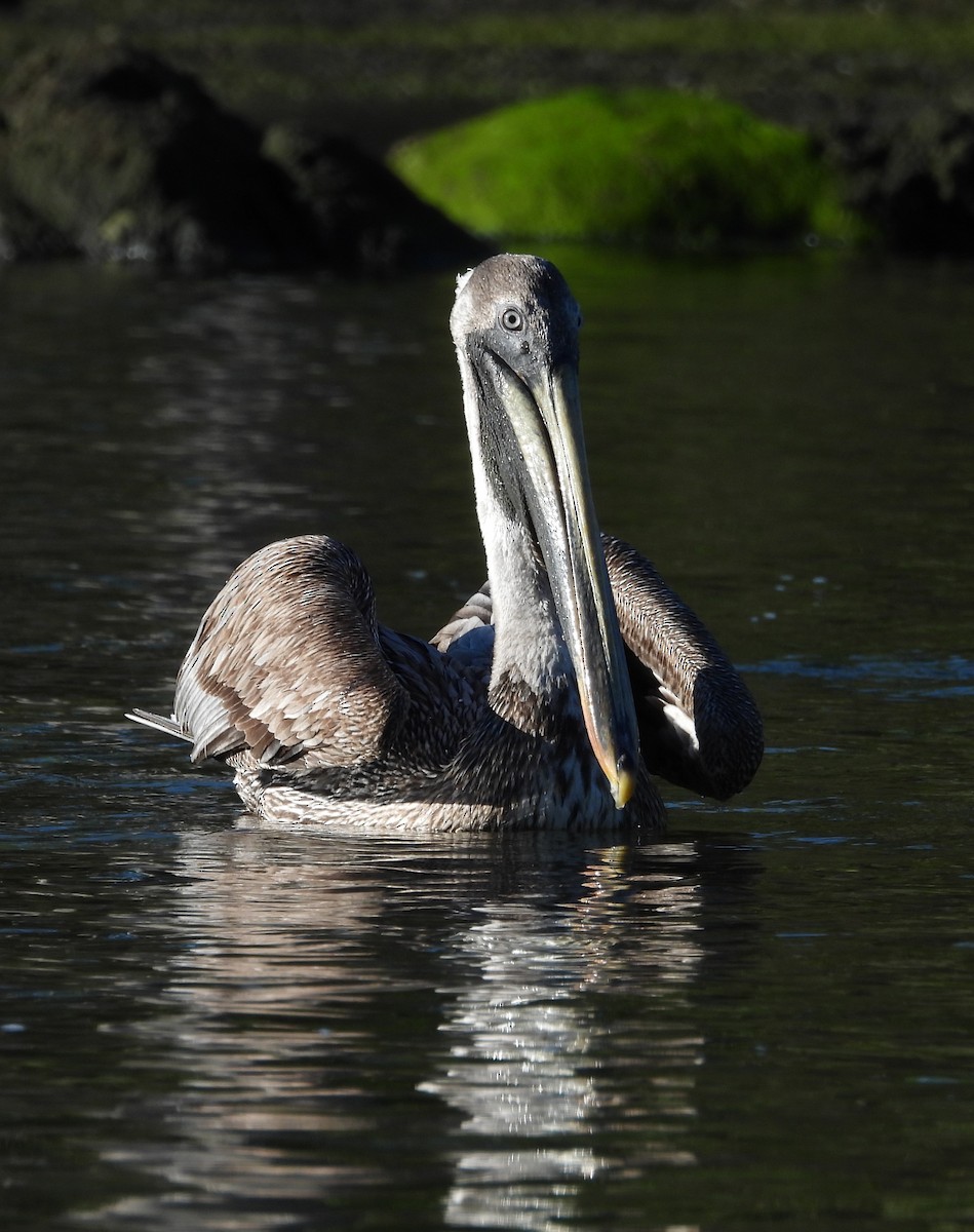 pelikán hnědý - ML618971215
