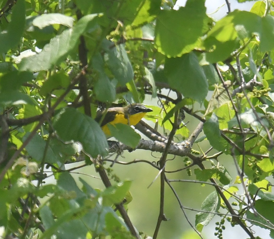 Yellow-breasted Chat - ML618971219
