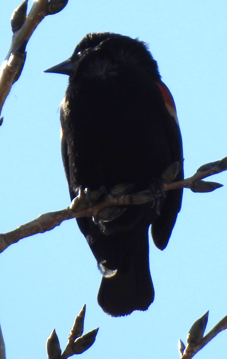 Red-winged Blackbird - ML618971237