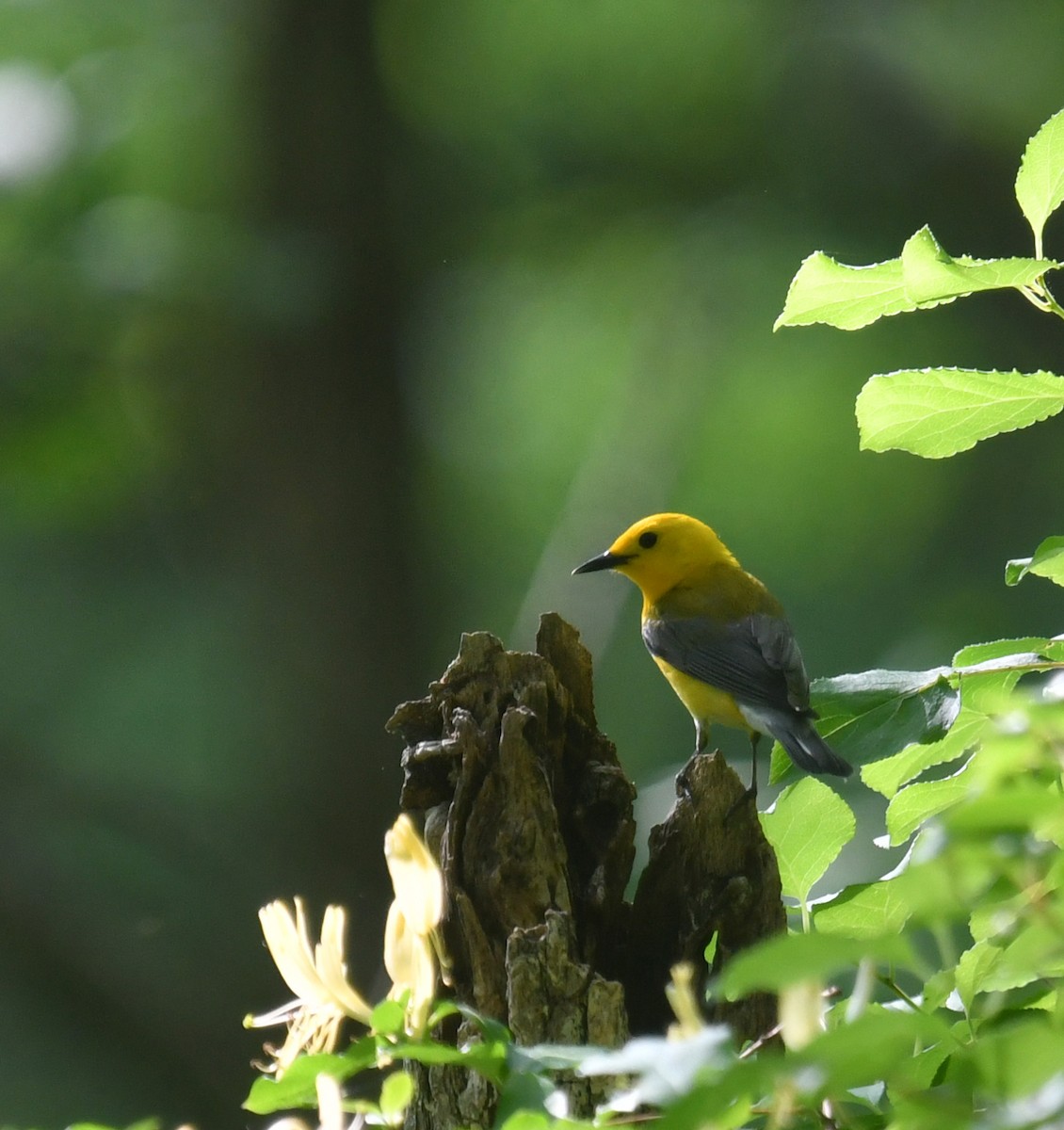 Prothonotary Warbler - ML618971248