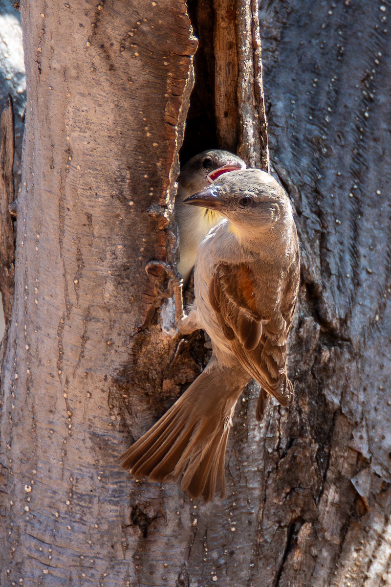 Yellow-throated Sparrow - Haemoglobin Dr