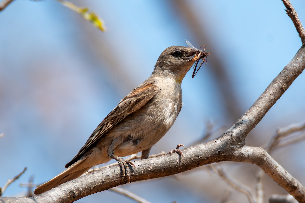 Yellow-throated Sparrow - Haemoglobin Dr