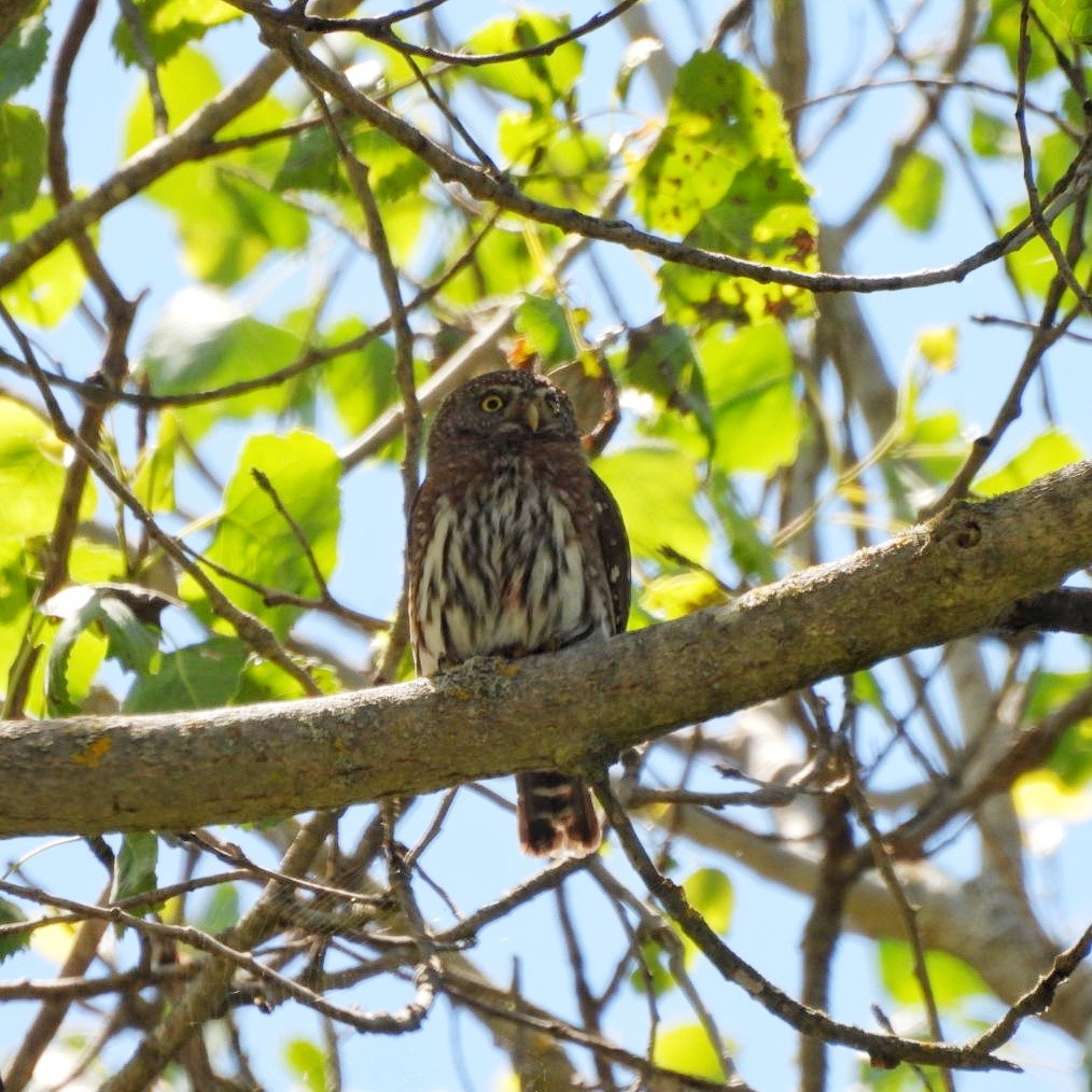 Northern Pygmy-Owl - Carrie Miller
